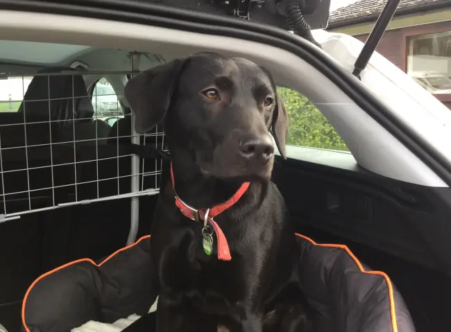 Black Labrador puppy sitting in the boot of a car