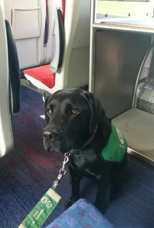 assistance dog on train