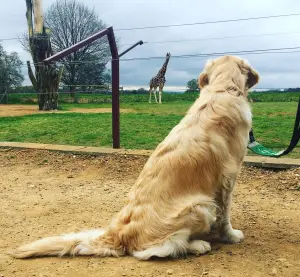 golden retriever watches giraffe at zoo