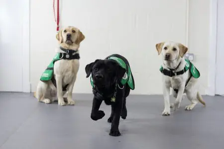 3 dementia dogs in training