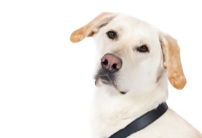Meet Rita a dementia community dog 