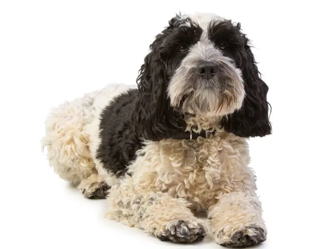 Black and white cockapoo laying down on a white background