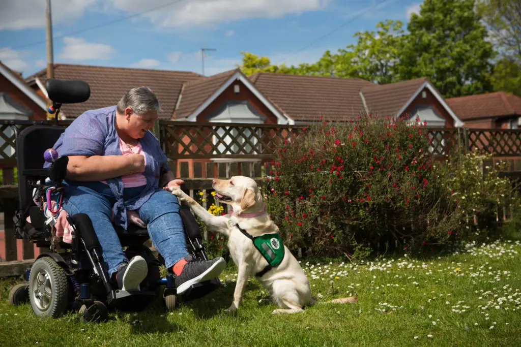 assistance dog gives paw to woman in wheelchair
