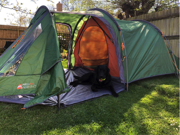 A black labrador sitting in a green and orange tent