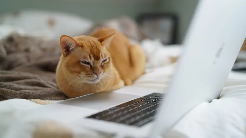 cat looking at laptop screen whilst on a bed
