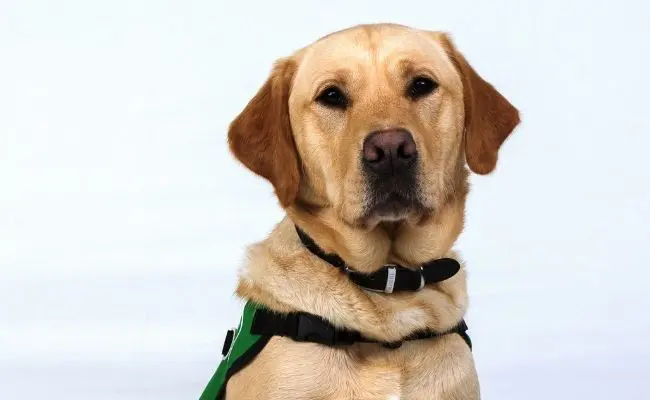 Ned is a labrador goldren retriever cross. He is sitting against a white background looking at the camera 