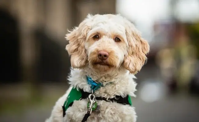 Quill the community dog is a cockapoo wearing a green Dogs for Good jacket and looking at the camera