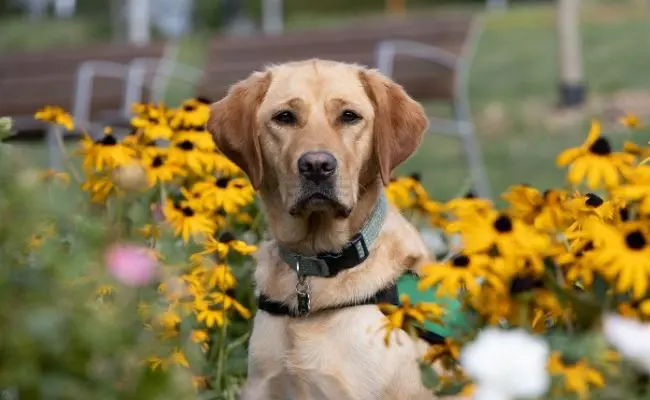 Lexi is a labrador goldren retriever cross. She is wearing a green Dogs for Good jacket sitting amongst yellow flowers.