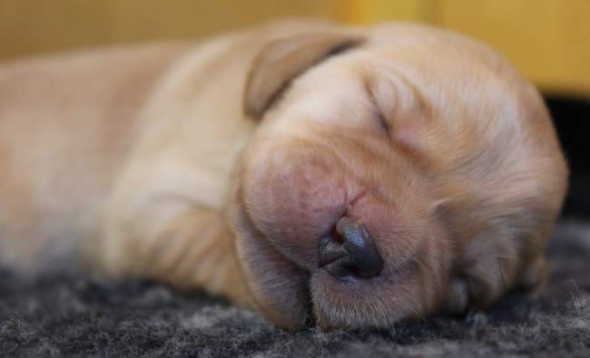 8 week yellow lab puppy