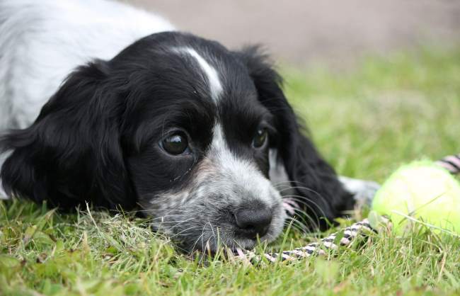 What are the Costs of Owning a Dog A Realist s Guide