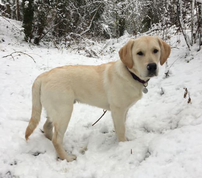 Golden Labrador on snowy walk