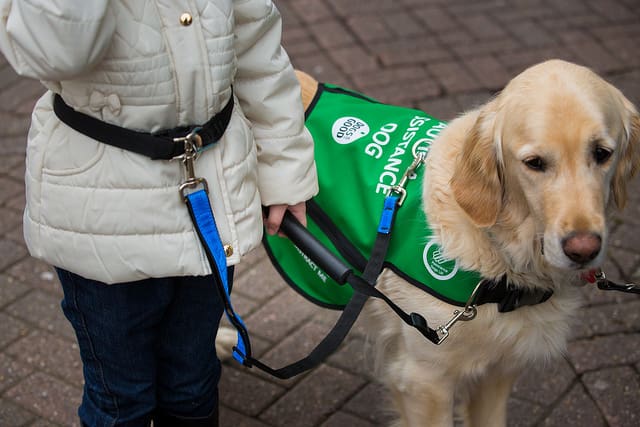 10 ways dogs are helping people with 