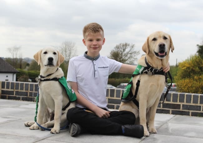 assistance dog, puppy in training and boy sitting
