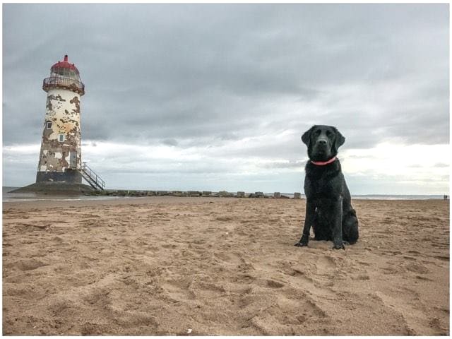 Labrador on beach with lighthouse behind