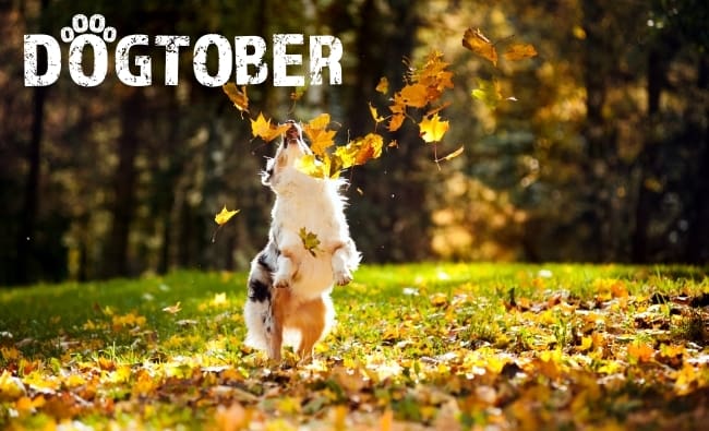 dog playing with autumn leaves