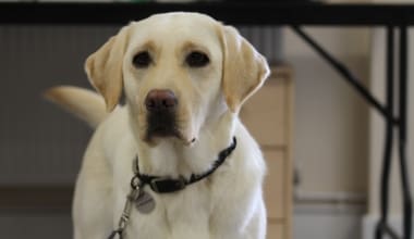 Dogs for Good - Improving Health & Wellbeing for Society