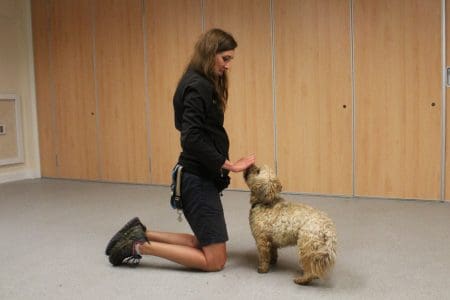 trainer praising dog for spinning
