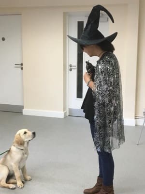 Halloween tips for dogs