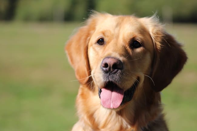 do golden retrievers make good house dogs