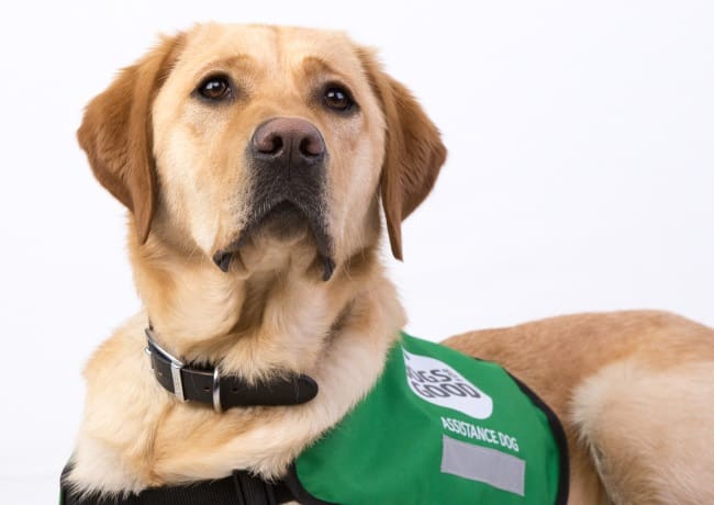 are golden labs good dogs