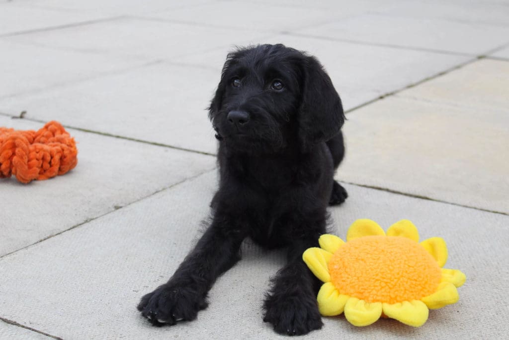 Dog Friendly Toys for Safe Stimulating Play Alone or Supervised