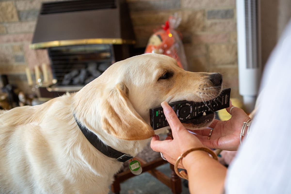 do hotels have to allow therapy dogs