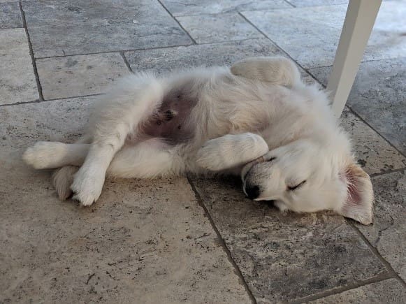 A Day in the Life of a Puppy
