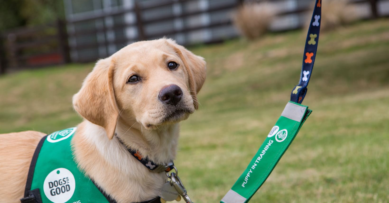 dogs-for-good-who-we-are-assistance-dogs-charity-uk