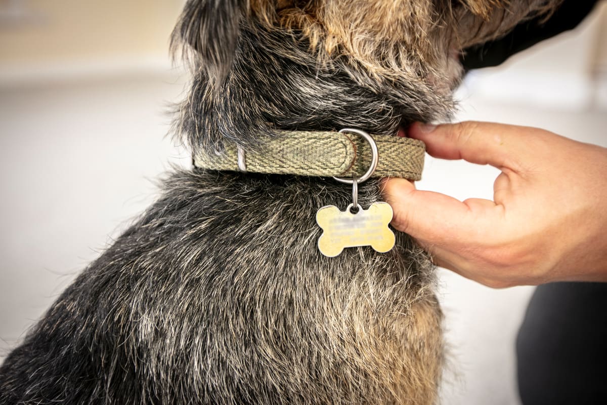 Understand Dog Law What Every Owner Needs to Know