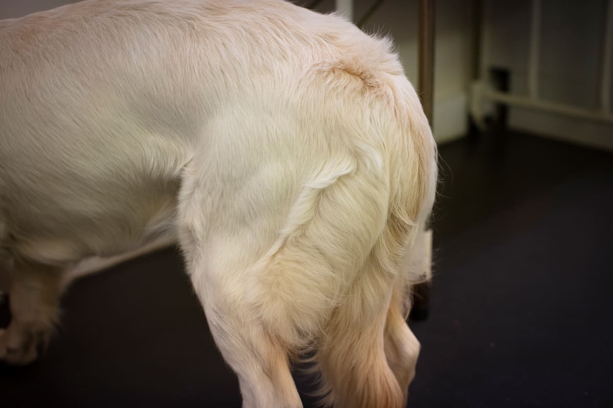 Can Stress Cause Bald Spots In Dogs Can Stress Cause Bald Spots In Dogs