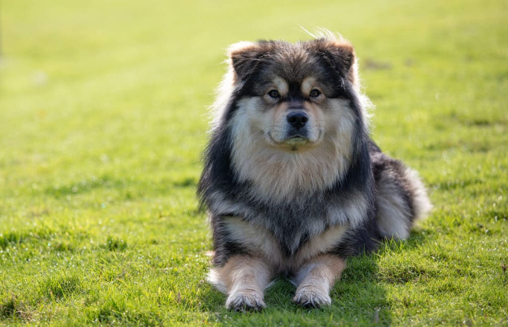 Companion sales for dog