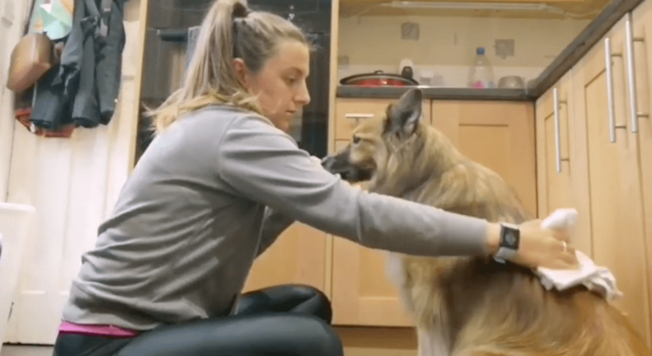 Expert Advice on How to Wipe Down Your Dog with a Towel