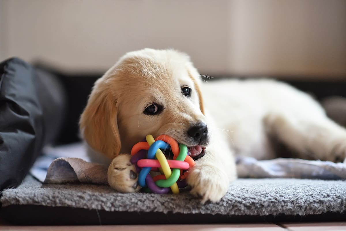 My Dog Paws at Me When I Stop Petting Her  : Understanding Canine Affection 