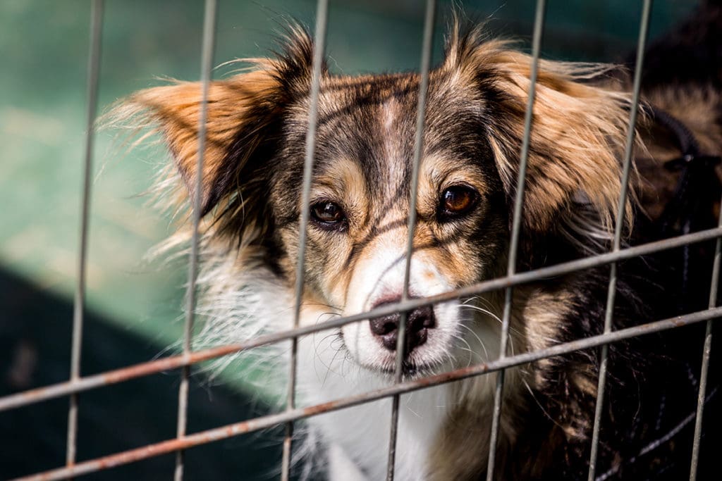 Adopting a Rescue Dog Advice from Dogs for Good