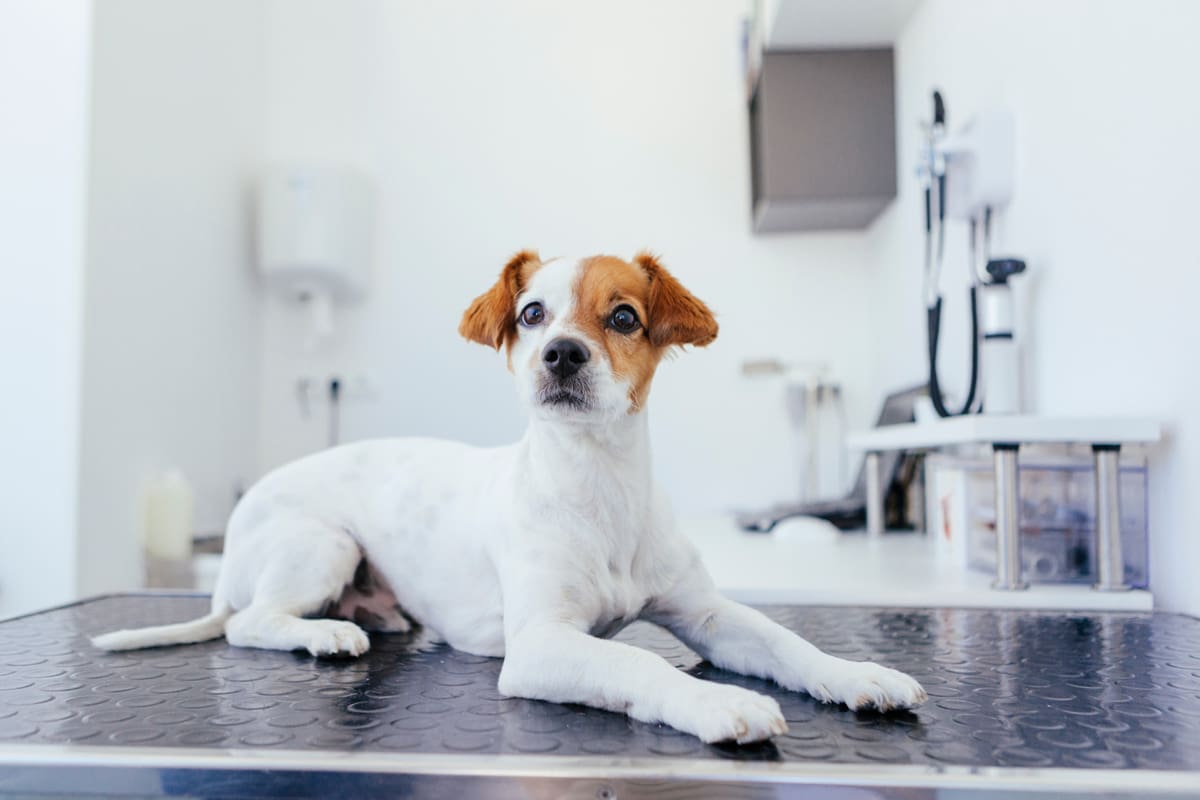 Diarrhea in dogs: causes, treatments, and recommendations - 1st Choice  Canada