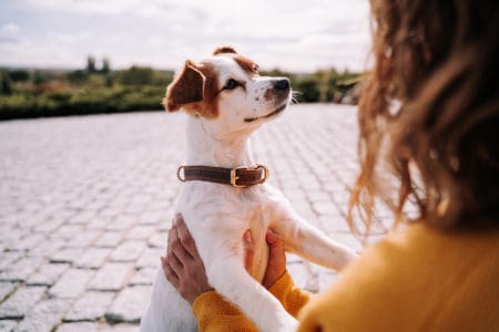 How to bond with your dog - Dogs for Good