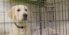 How to crate train your puppy