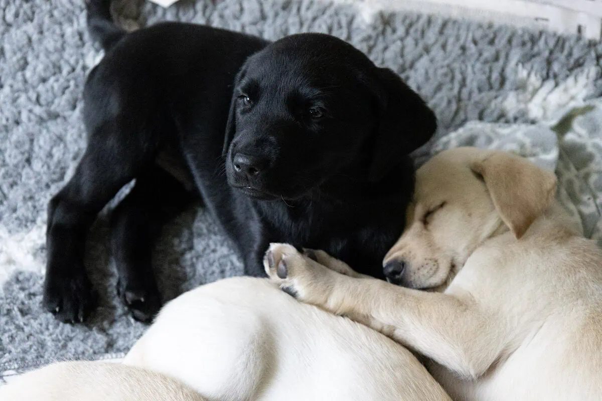 Two Yellow Labrador Puppies One Black Labrador Huddled Resting Closeup Sideview