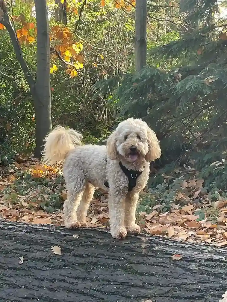 Chewie Standing On Top Of A Log In The Park
