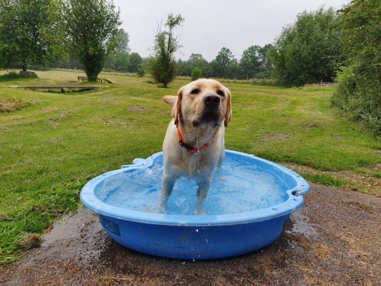 Home Good Advice Wellbeing How To Keep Your Dog Cool During A Heatwave