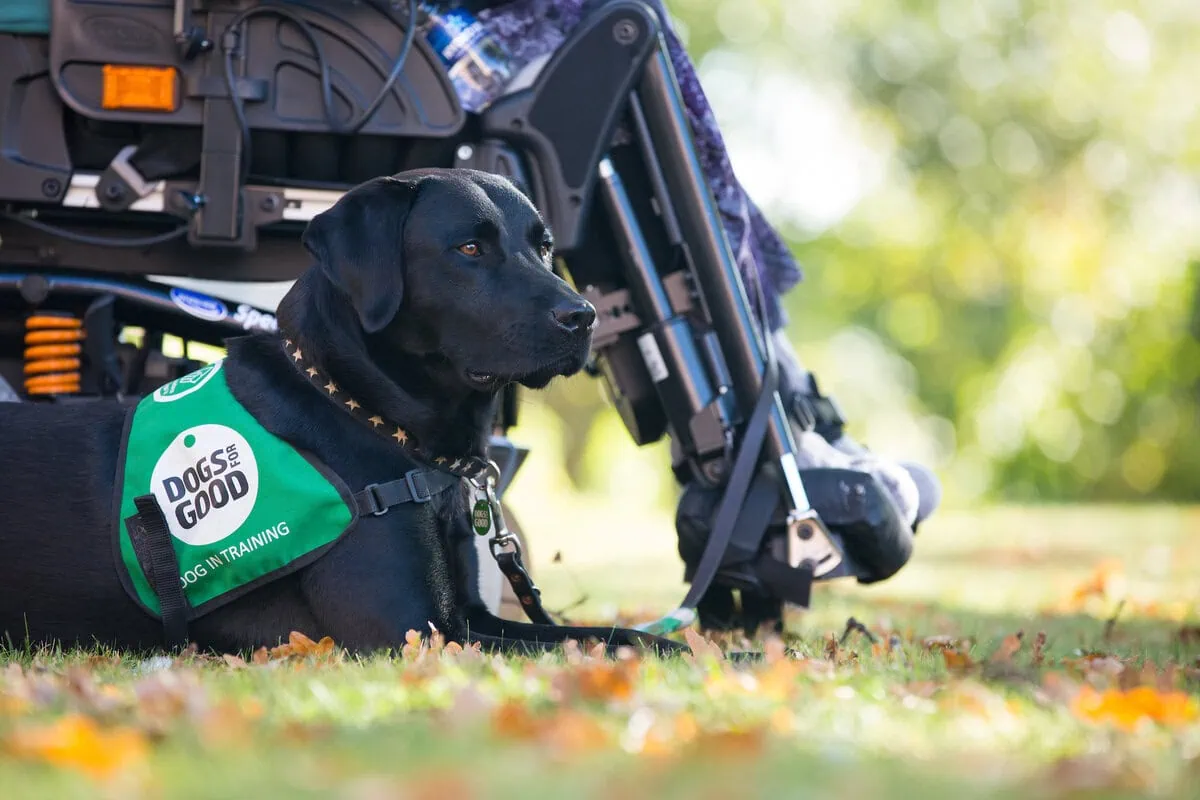 Physical Disability Assistance Black Labrador Sitting Resting Park Adult Wheelchair Autumn Closeup Sideview