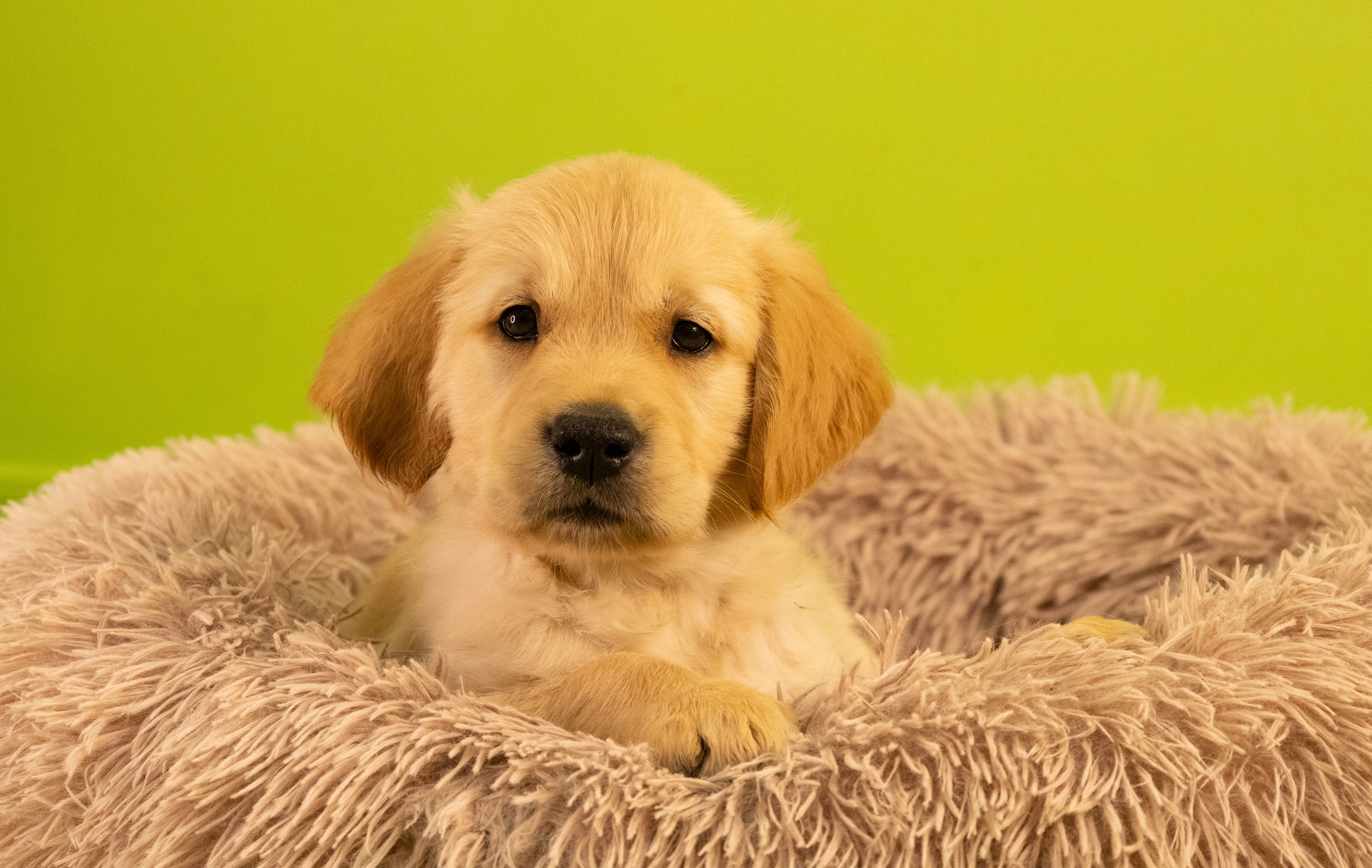 Yellow labrador puppy Forest is sitting on a fluffy pink cushion with one of her front paws place in front of her. Only the top of Forest's body and head is visible.
