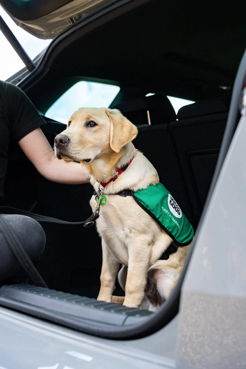 Yellow labrador puppy sitting in the boot of a grey car while being stroked by somebody. Labrador is wearing their green 'puppy in training' jacket and lead