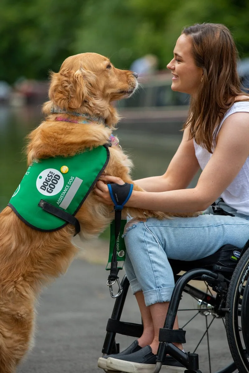 Physical Disability Assistance Golden Retreiver Jumping Up Bonding Adult Wheelchair Canal Sideview