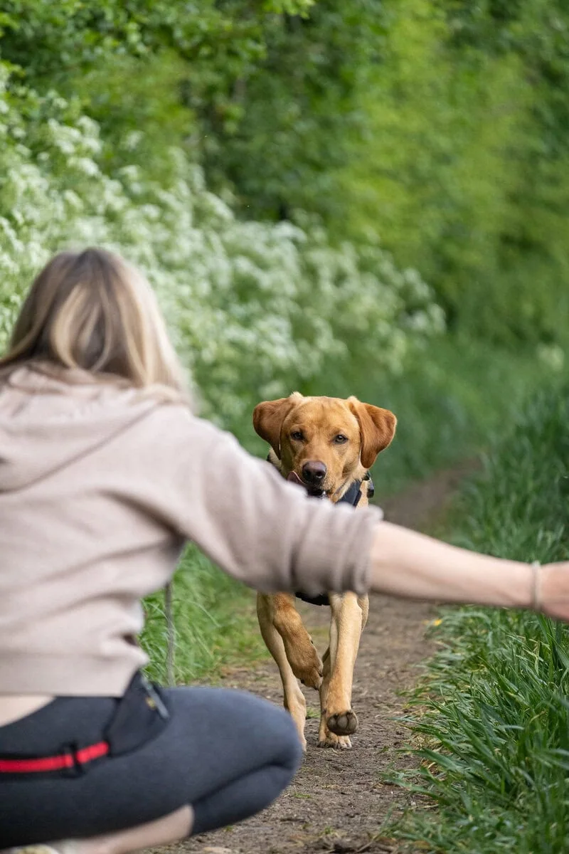 Family Dog Golden Retreiver Running Woods Meadow Adult Open Arms Frontfacing