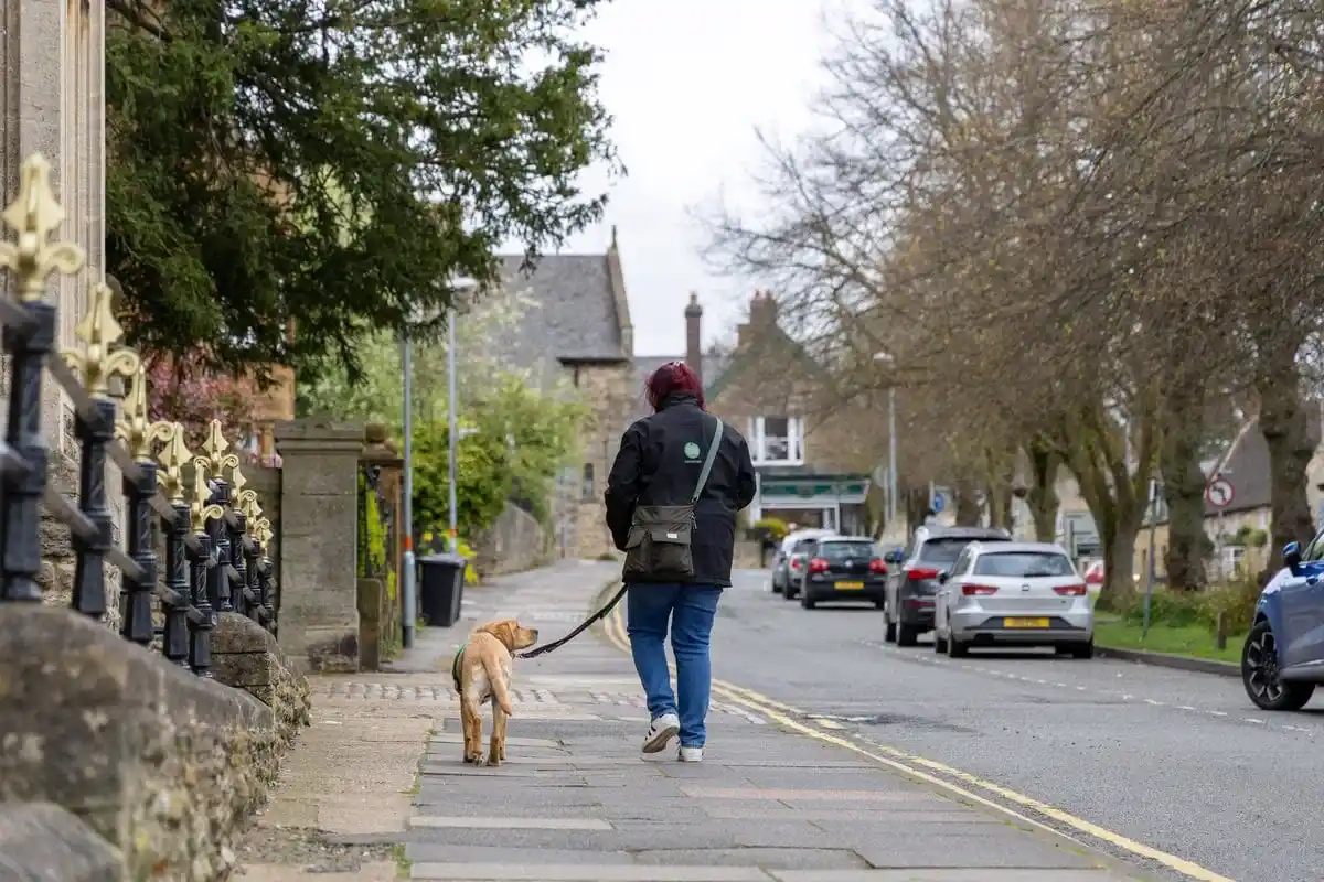 Golden retriever and volunteer out for a walk down a quiet street with houses and parked cars. The volunteer and puppy are looking at each other.