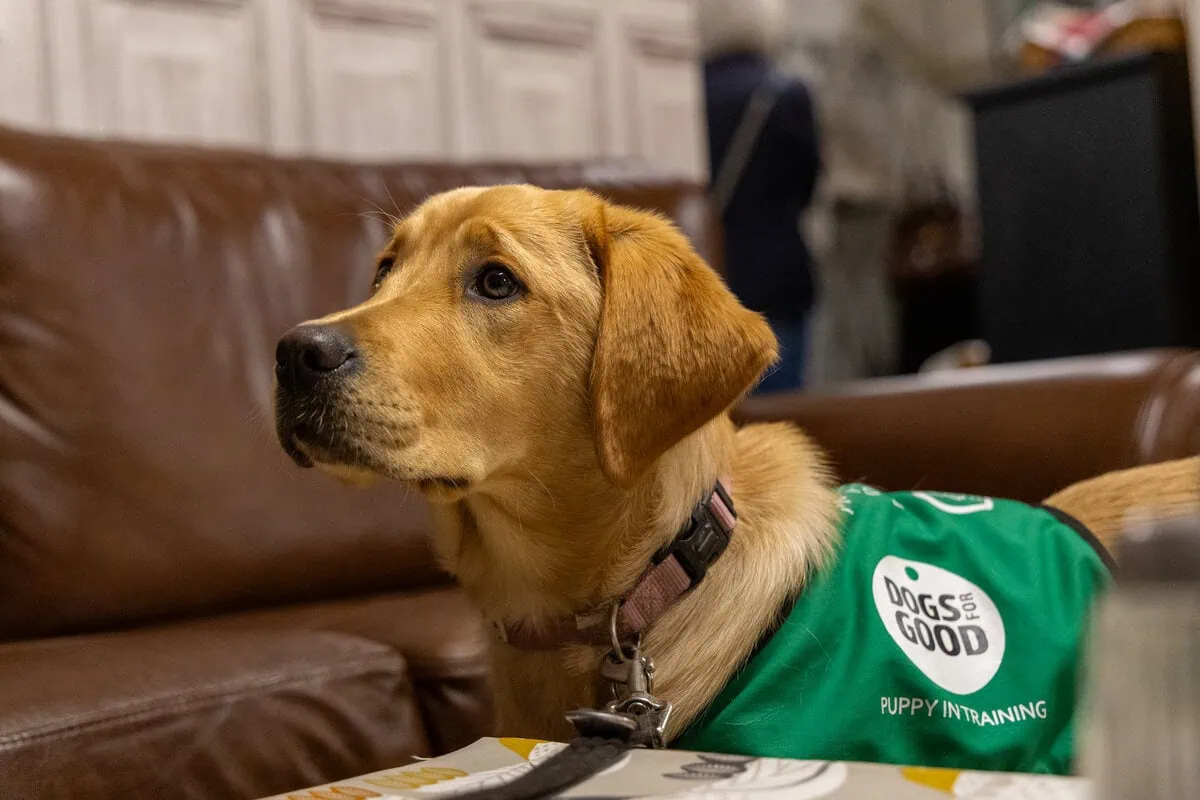 Assistance Golden Retreiver Puppy Standing Cafe Closeup Sideview