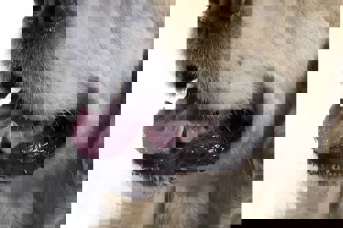 A close up of a dog's mouth