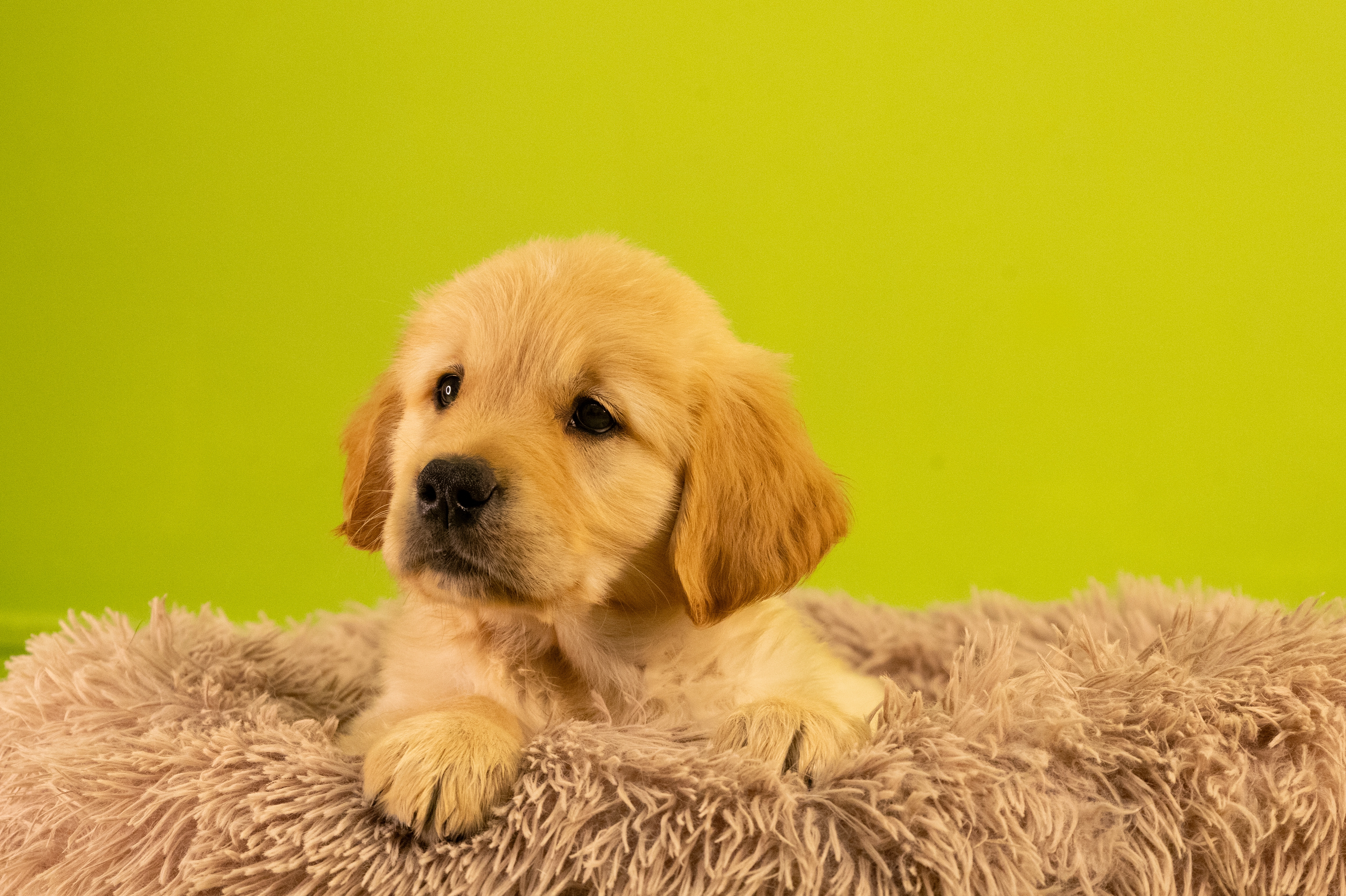 Fergus