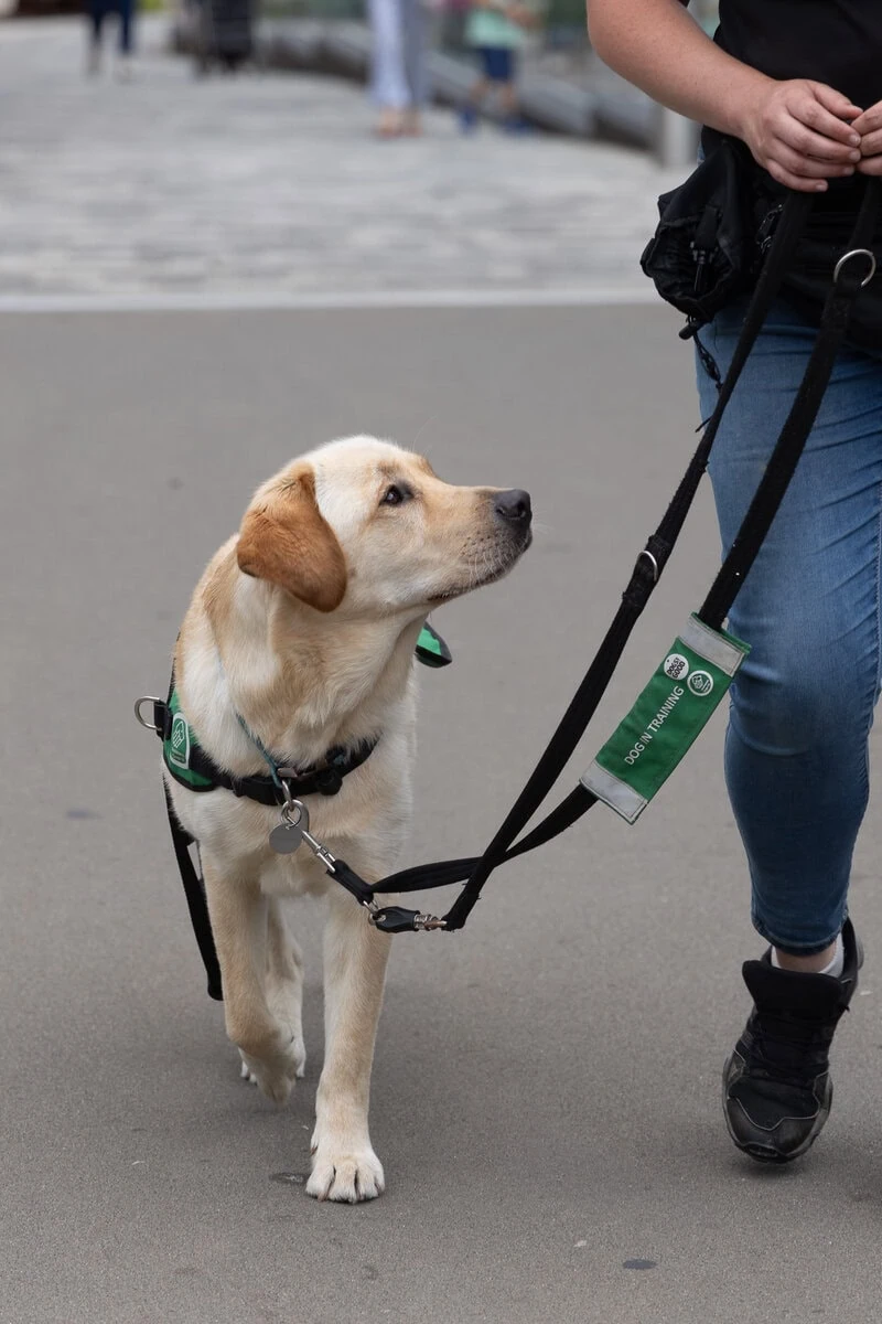 Yellow Labrador Walking Training Highstreet Frontfacing